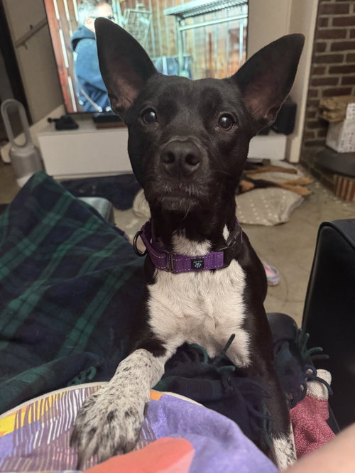 Rona -- HOLD, Cattle Dog / Mixed (short coat)