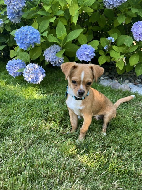 Canelo photo 2