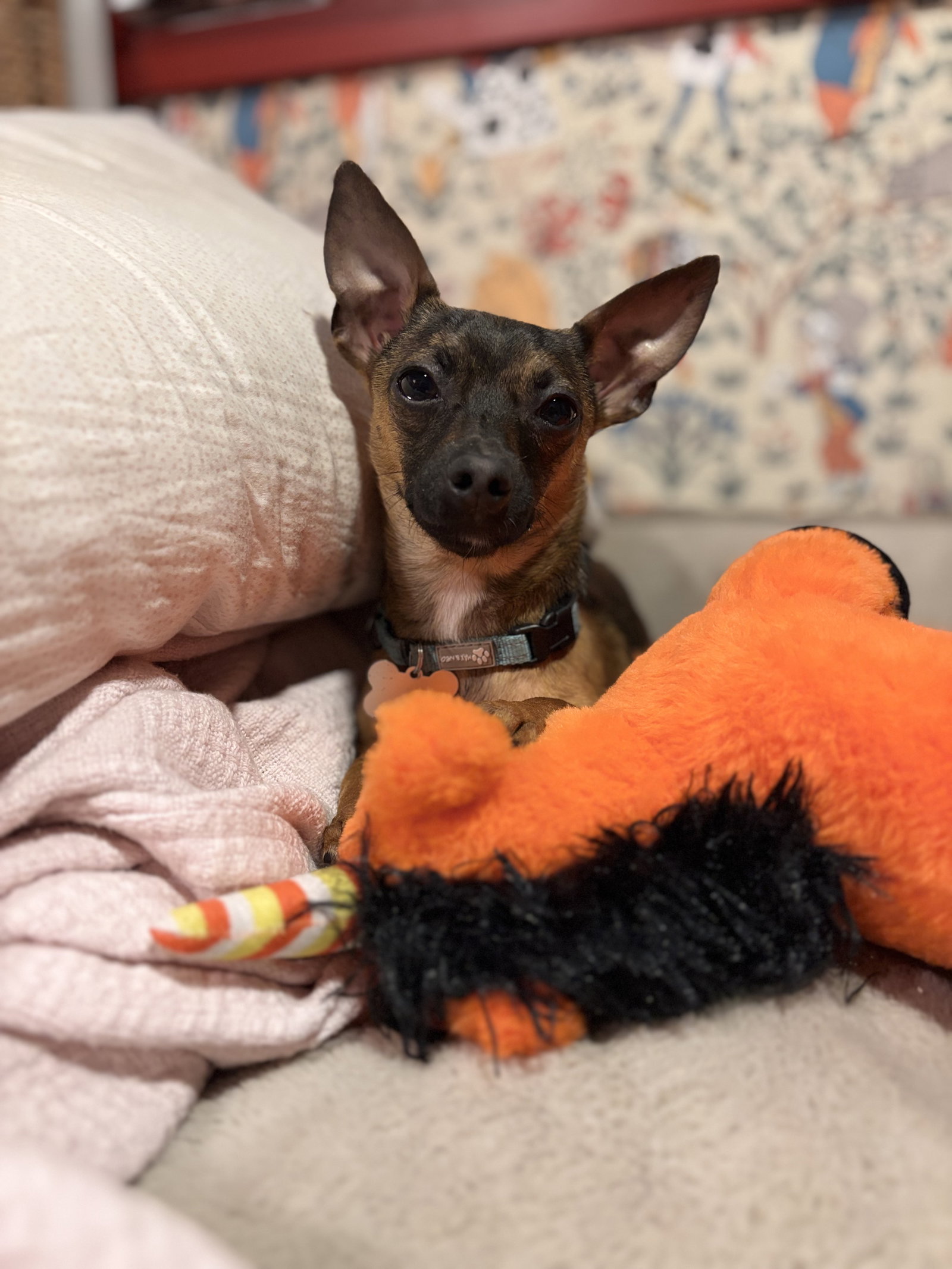 Cooper, photo 10