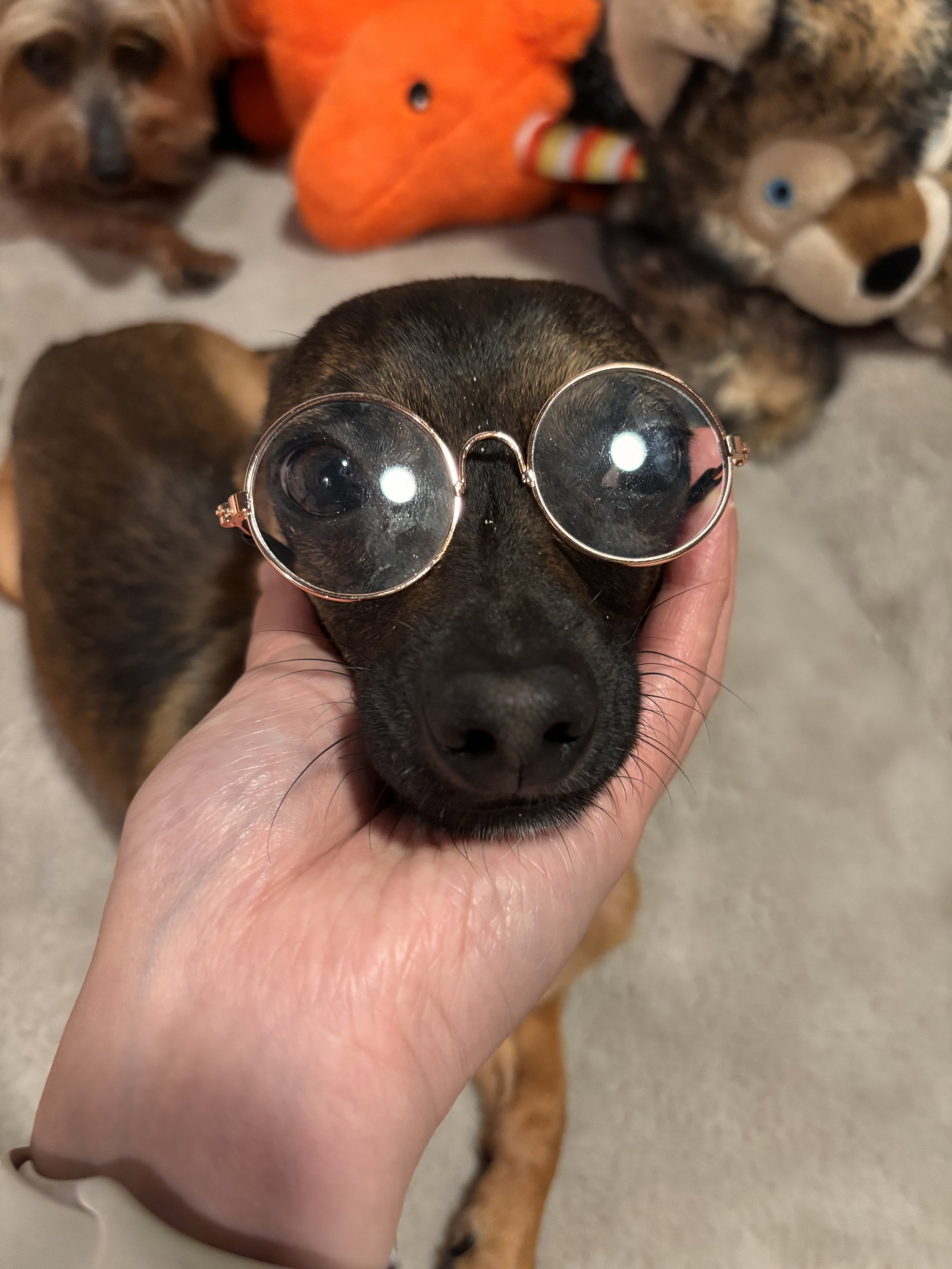 Cooper, photo 11