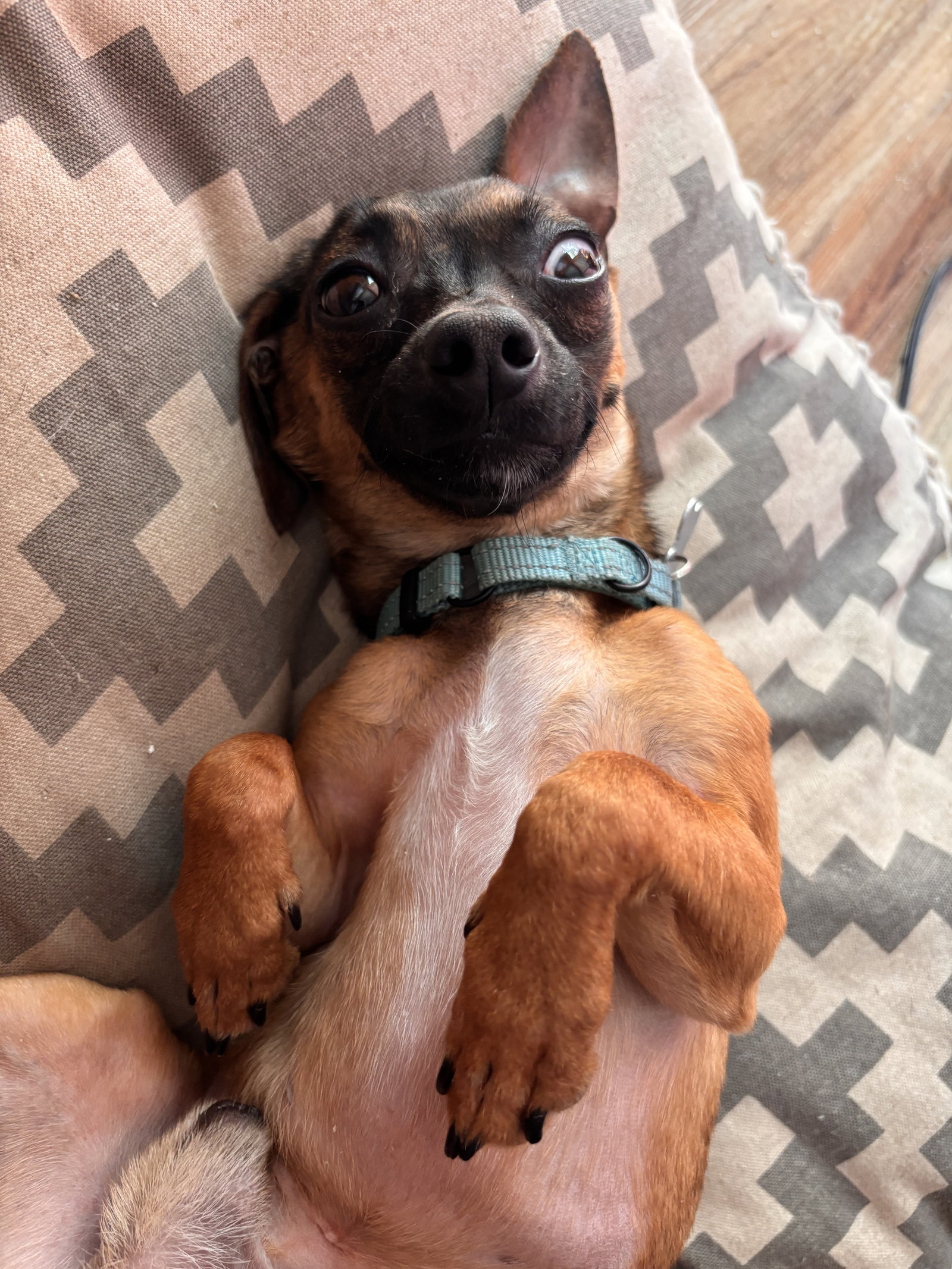 Cooper, photo 12