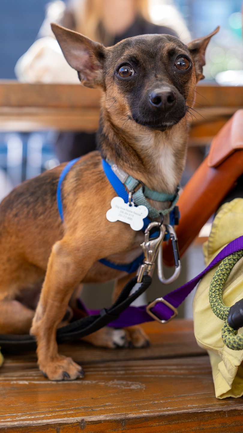 Cooper, photo 14