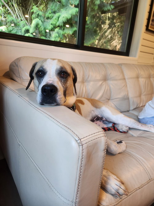 Bertie, photo 6