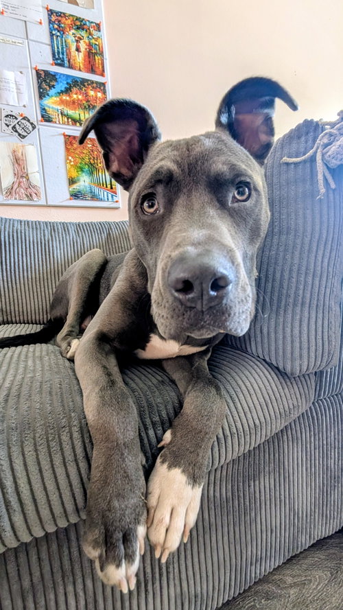 Bruce
