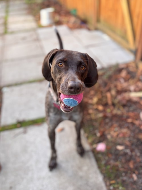 May, a dog for adoption from Dog Gone Seattle Rescue