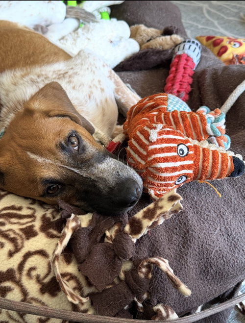 Tigger photo 2