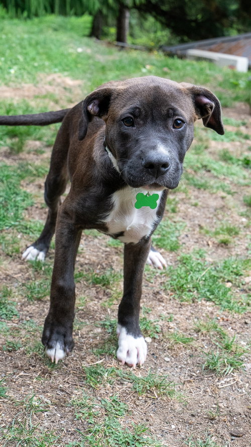 Oliver photo 4