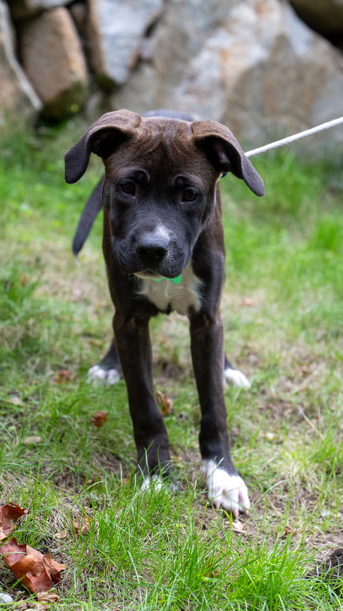 Oliver photo 2