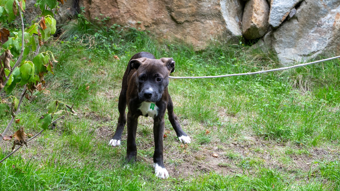 Oliver, photo 8