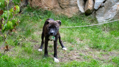 Oliver photo 7