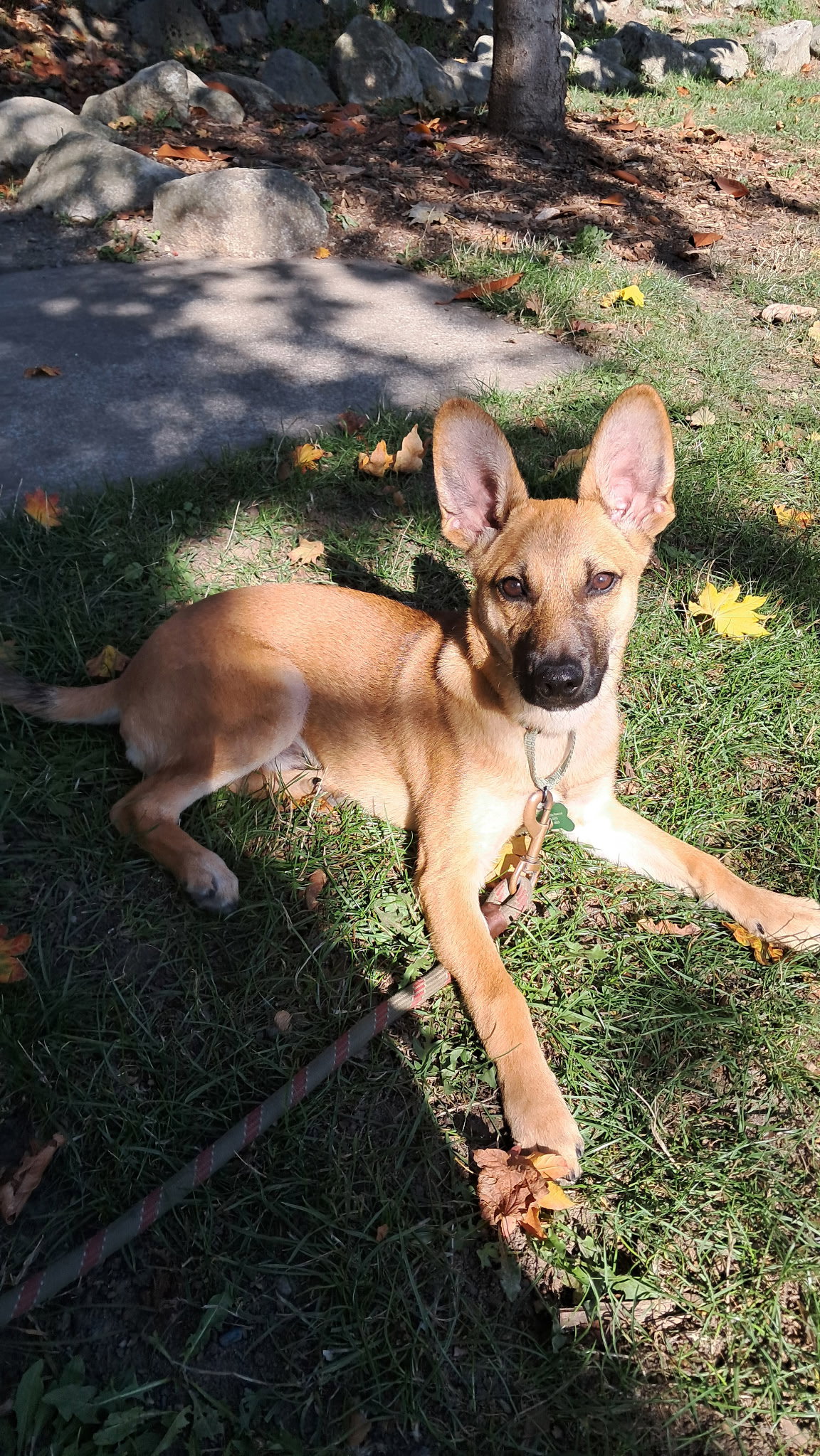 Mack, photo 3