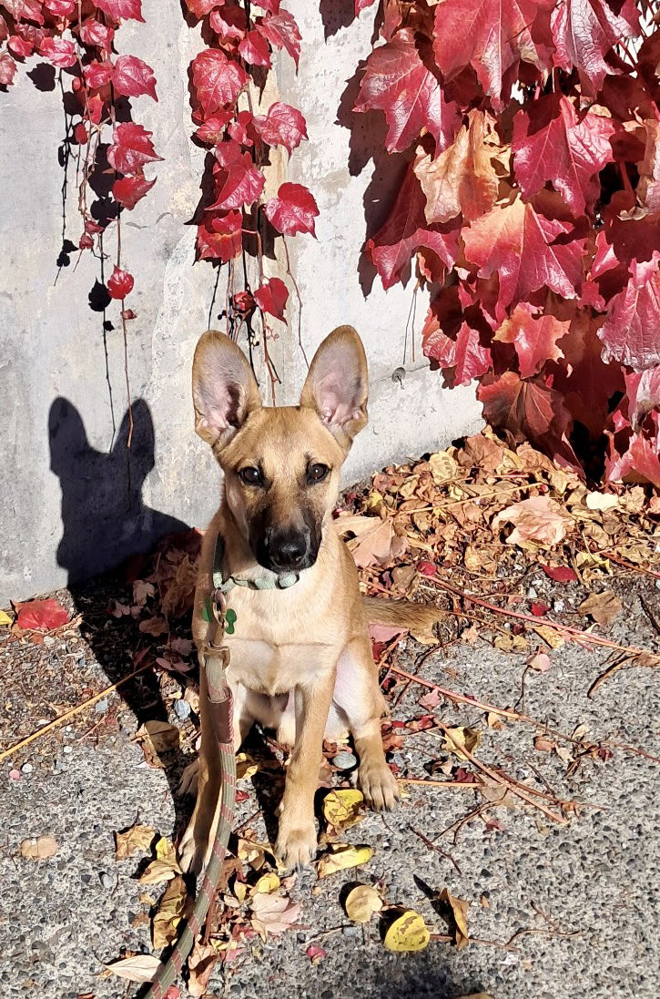 Mack, photo 6