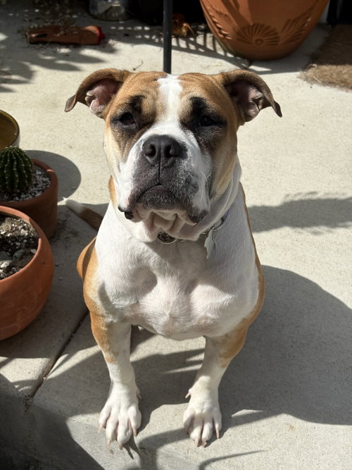 Molly Moo Cow photo 1