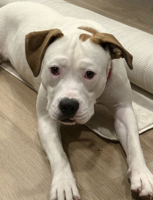 Pearl - Pitty