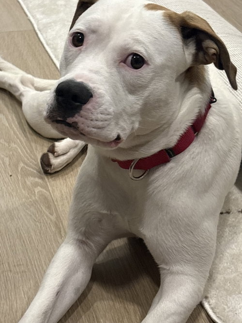 Pearl - Pitty photo 1