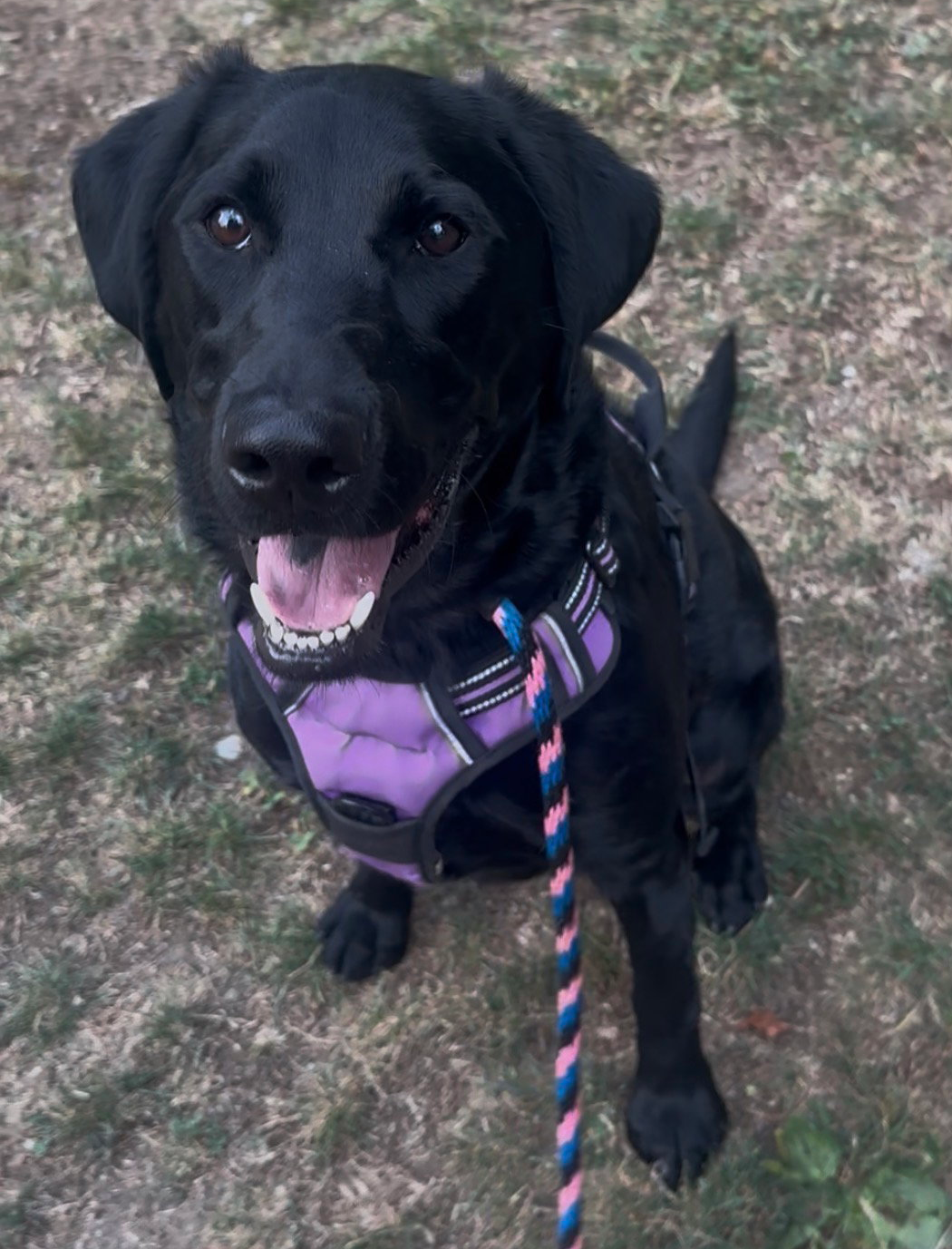 Lila