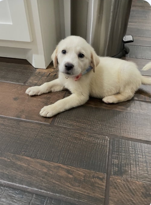 Photo 4 of Lilly