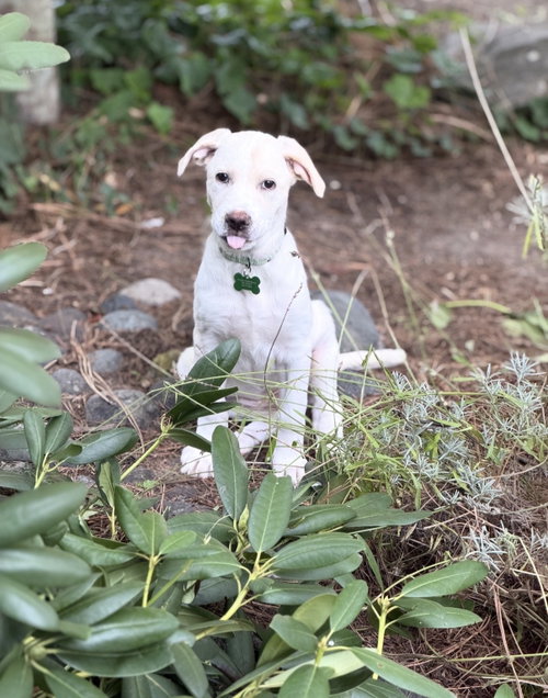 Photo 2 of Lilly
