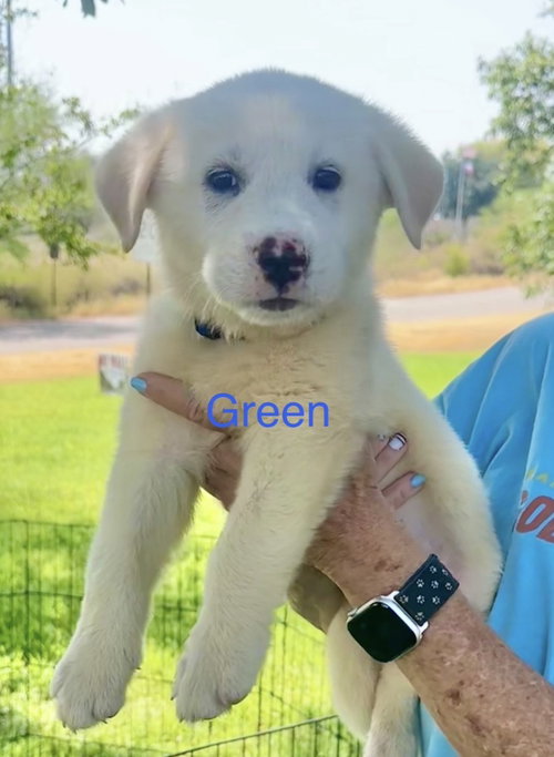 Photo 4 of Gus
