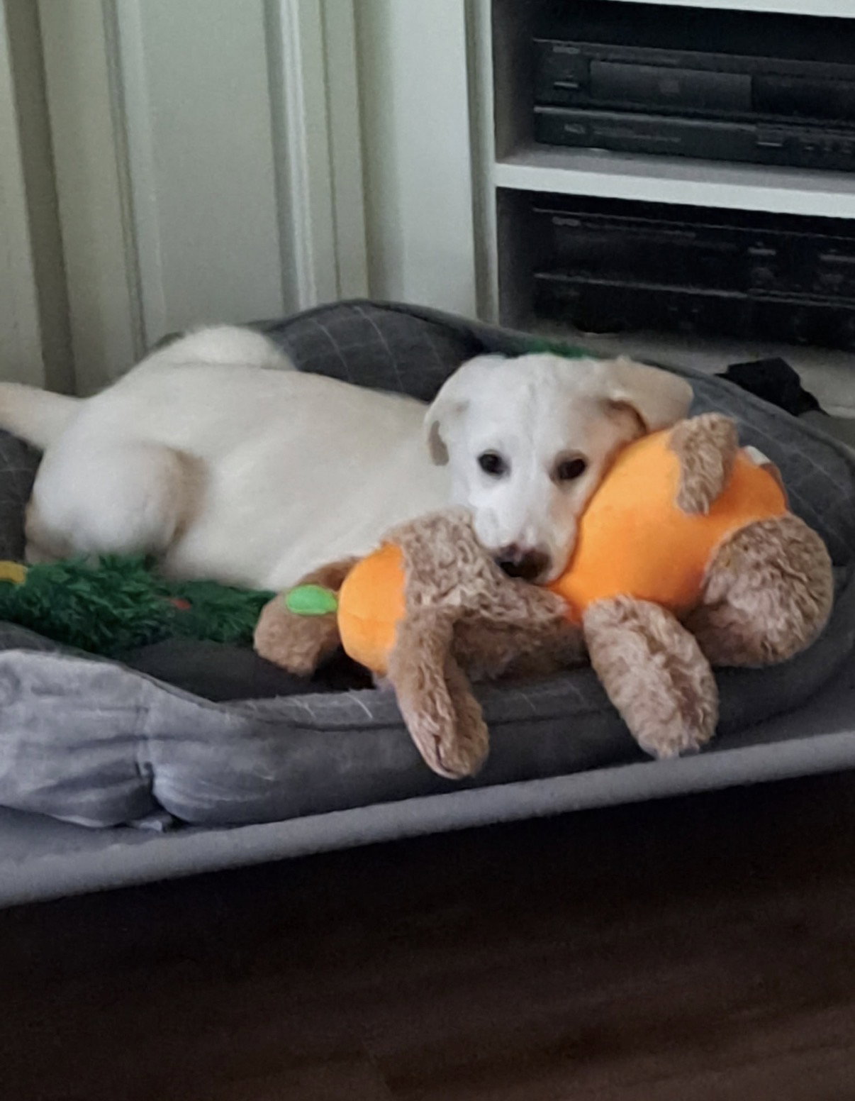 Gus, photo 6