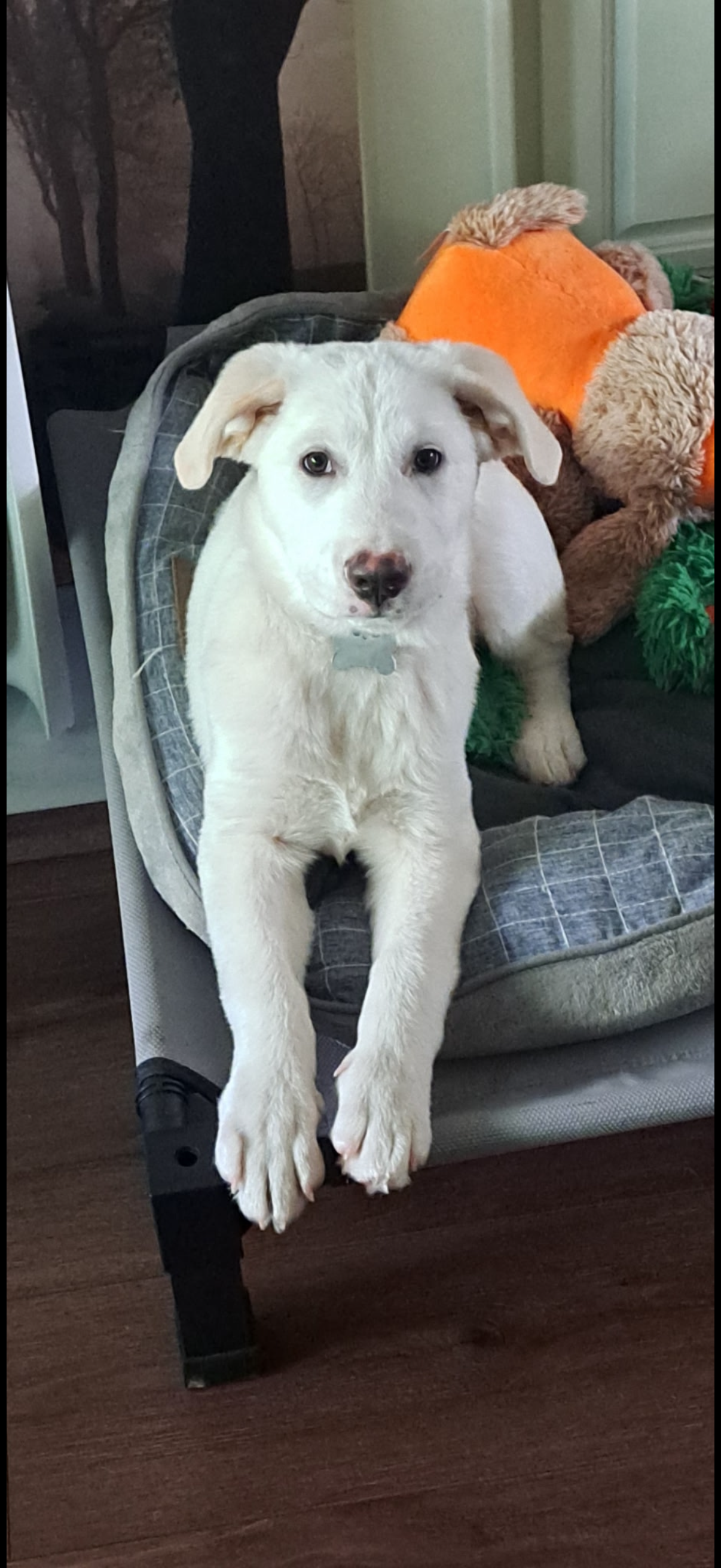 Gus, photo 10