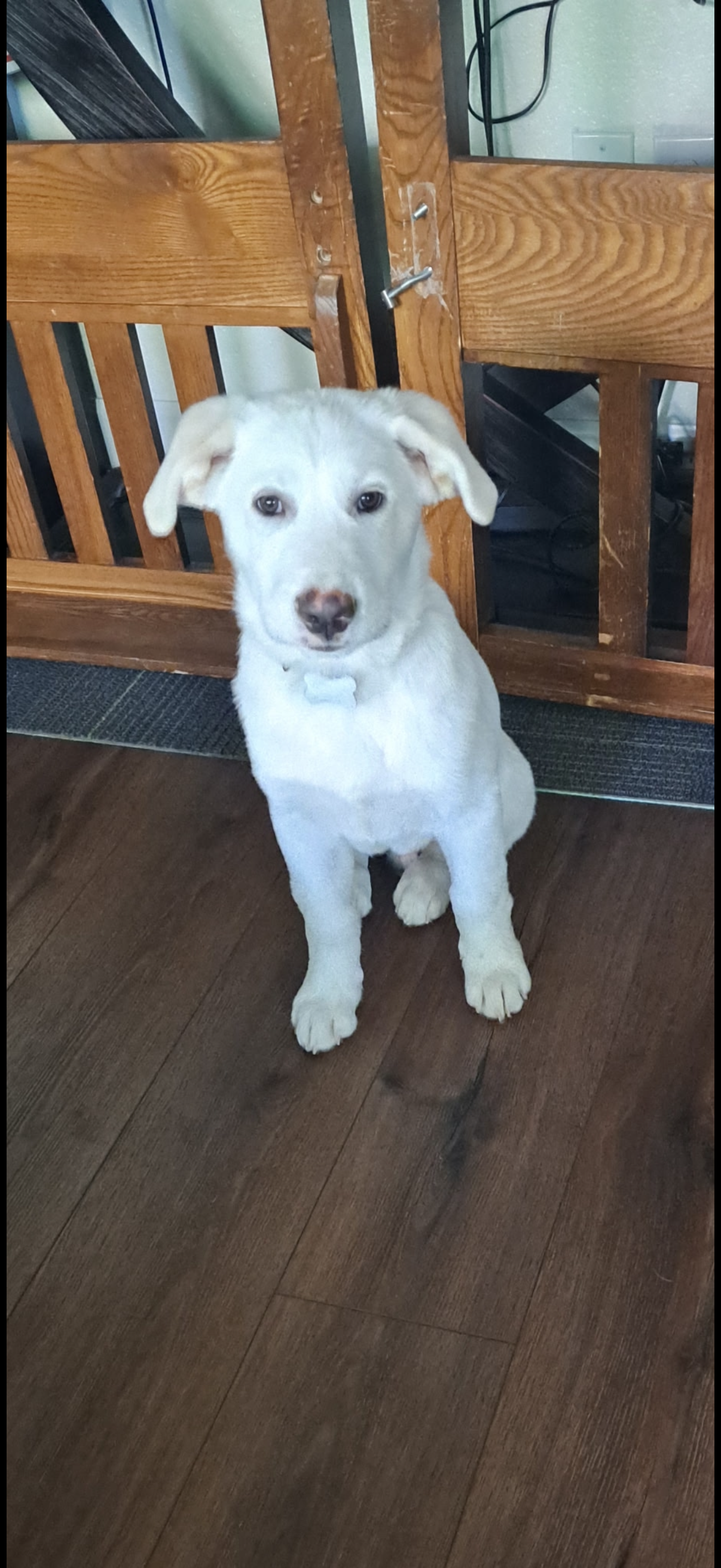Gus, photo 2