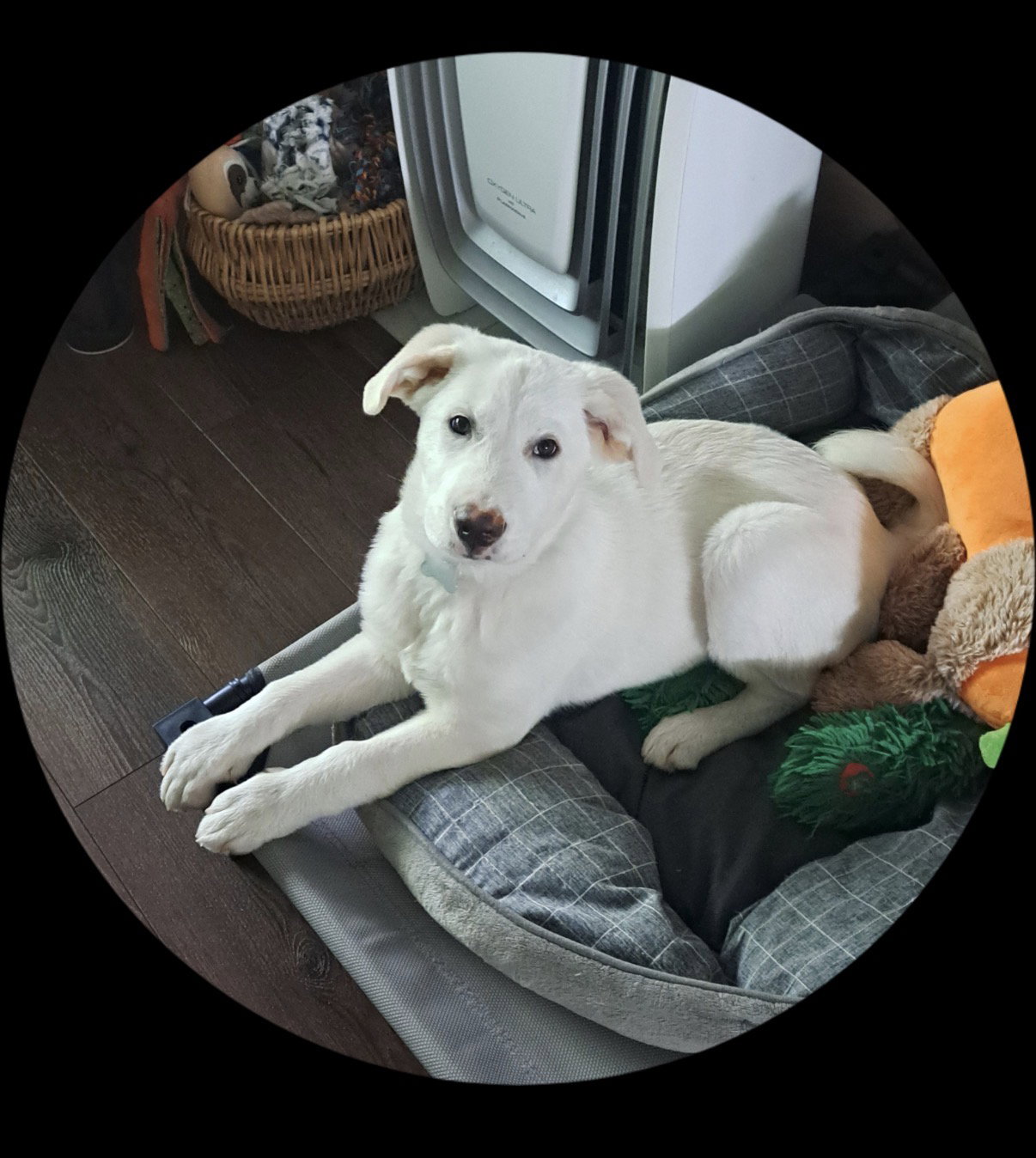Gus, photo 3