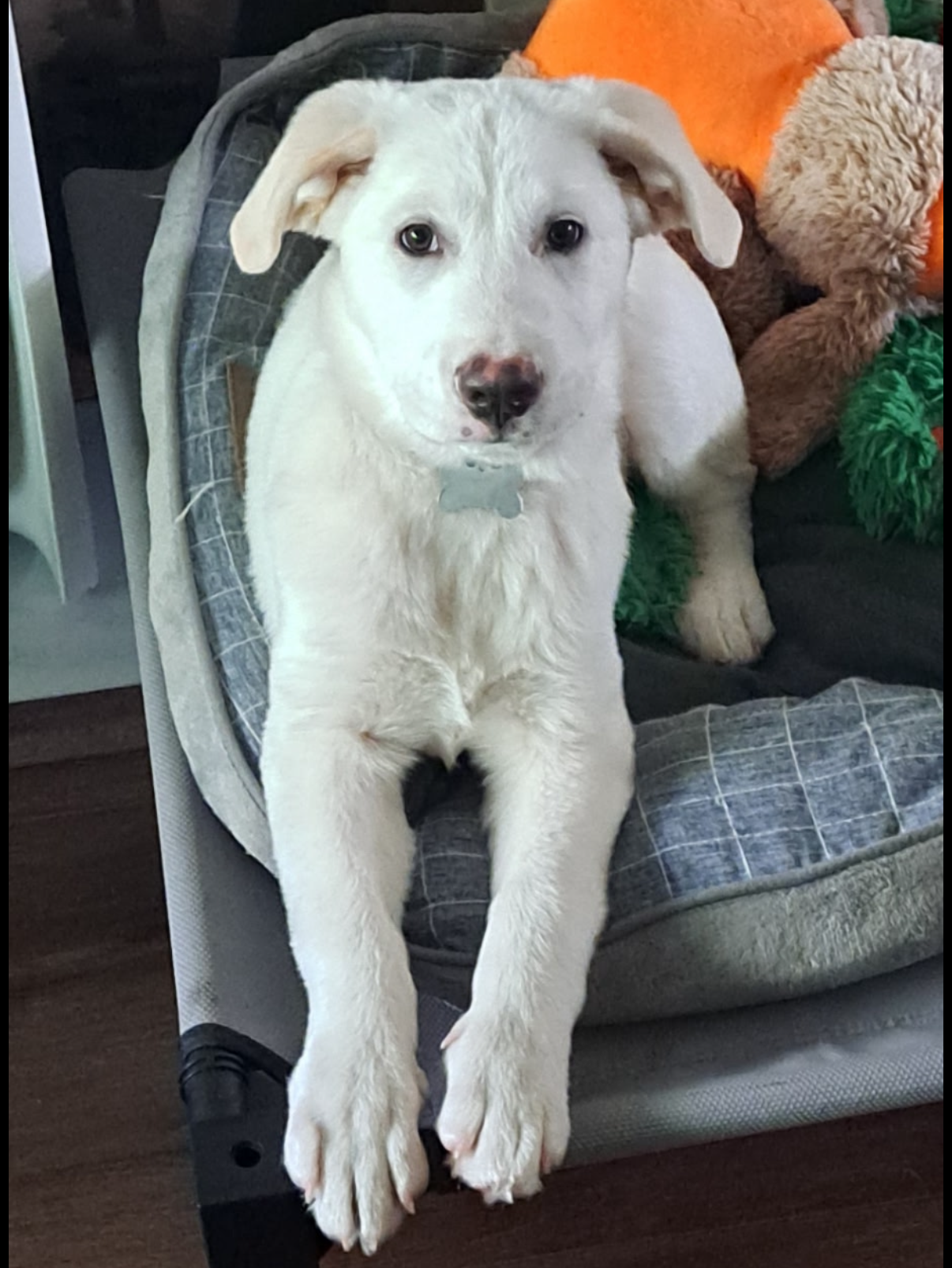 Gus