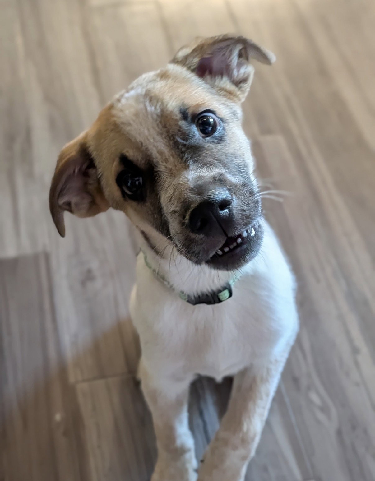 Archie, Cattle Dog