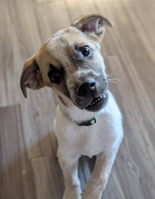Archie, a dog for adoption from Dog Gone Seattle Rescue