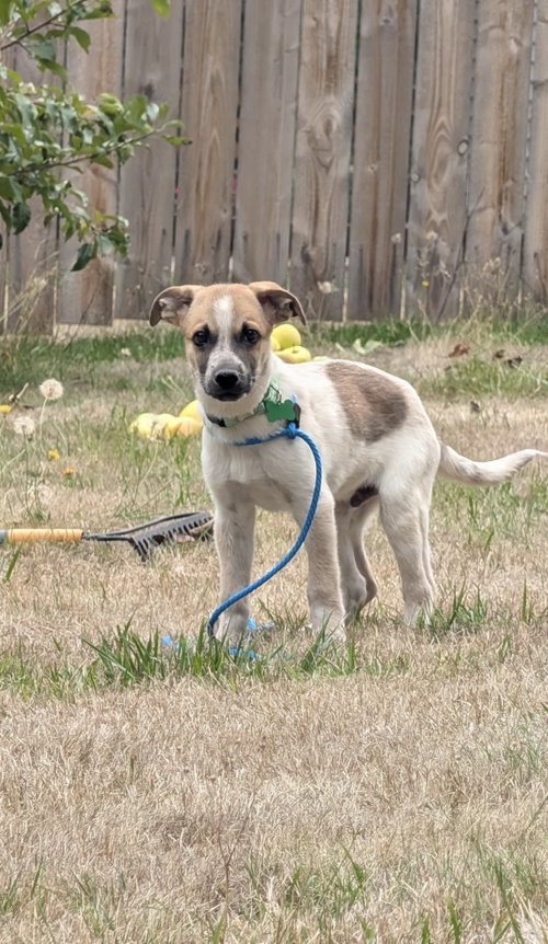 Photo 3 of Archie