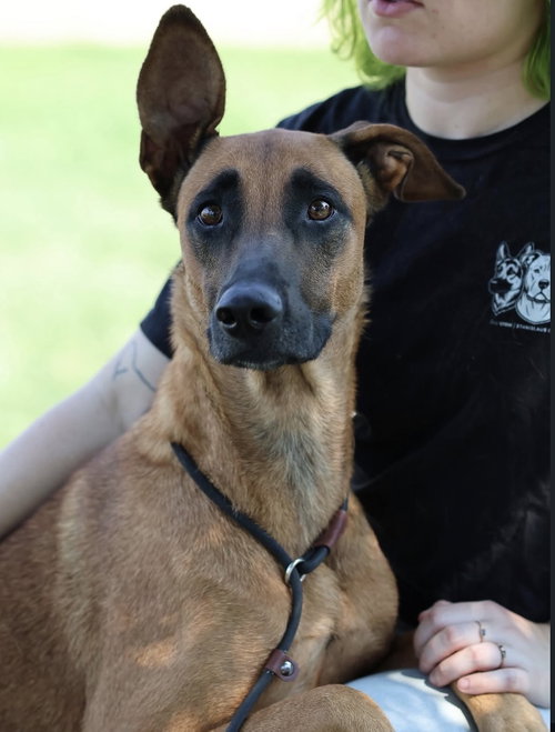 Mabel, a dog for adoption from Dog Gone Seattle Rescue