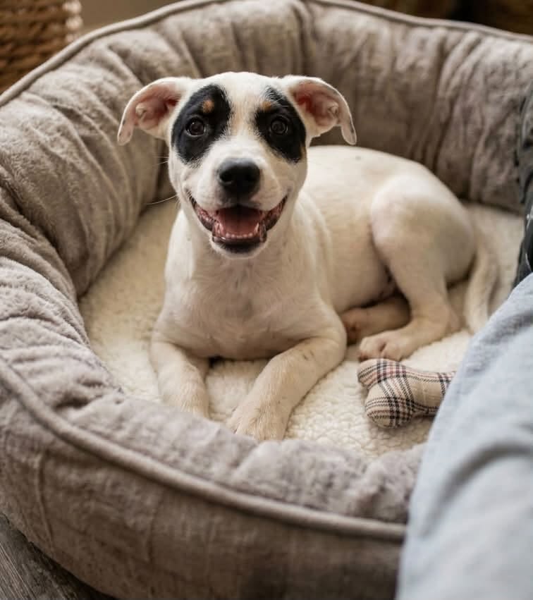 Gravy, Terrier