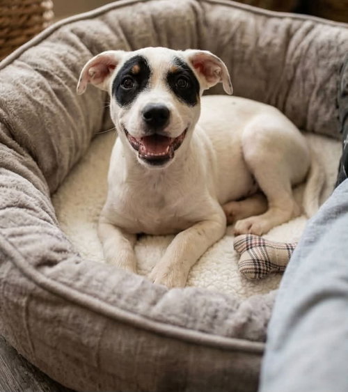 Gravy, a dog for adoption from Dog Gone Seattle Rescue