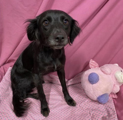 Marcy, a dog for adoption from Dog Gone Seattle Rescue