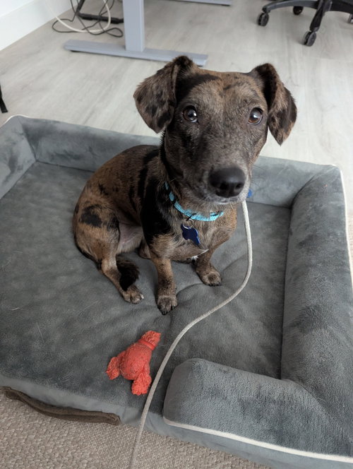 Photo 4 of Honey