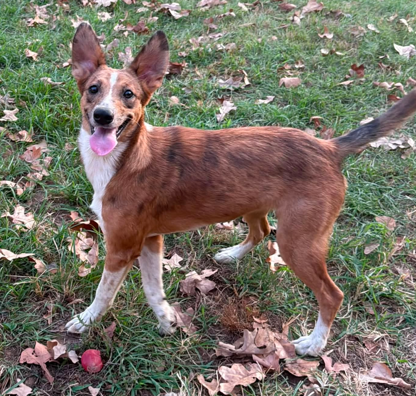 Clara, Collie