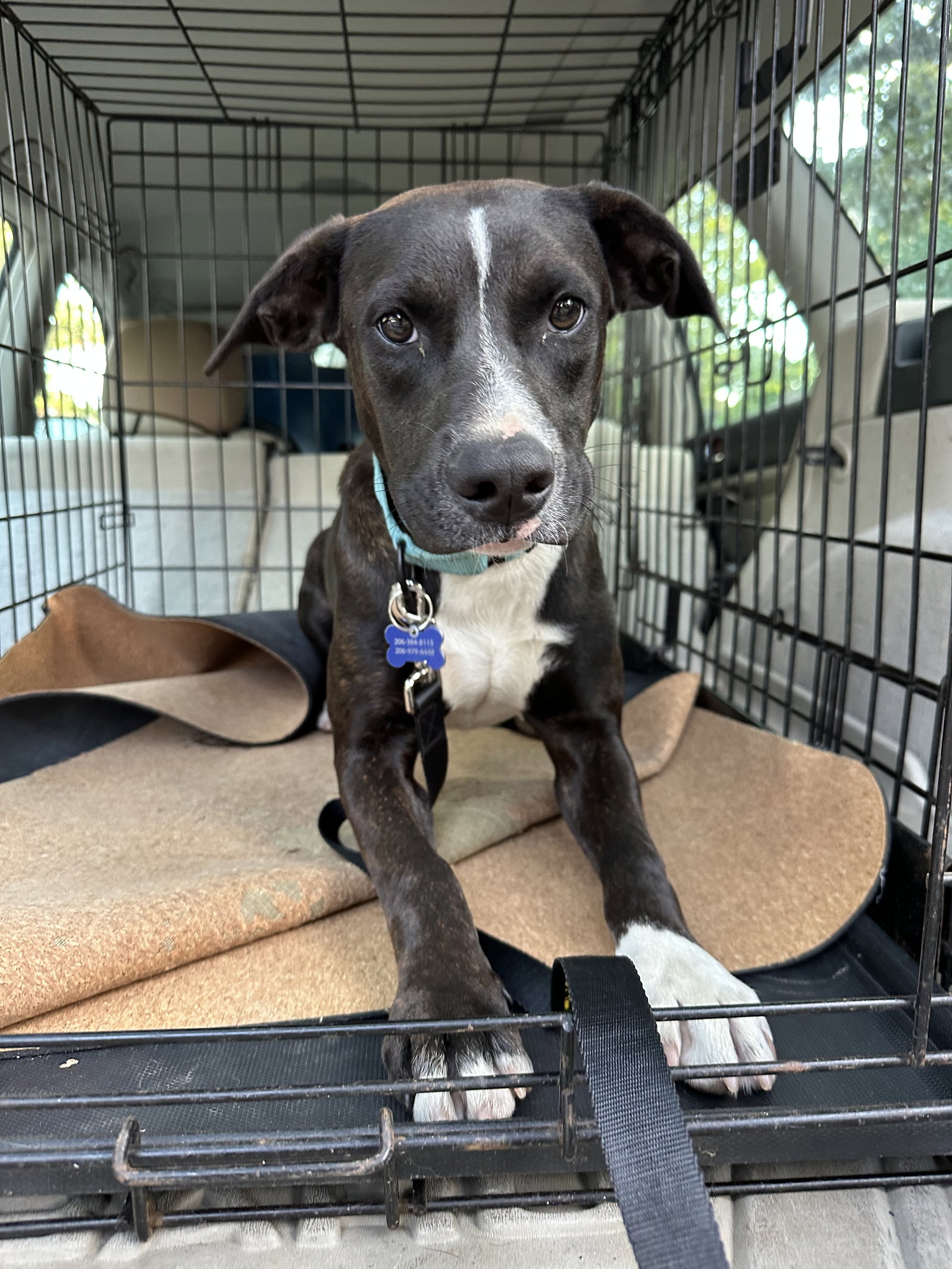 Pluto, Labrador Retriever
