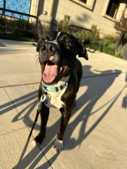 Pluto, a dog for adoption from Dog Gone Seattle Rescue