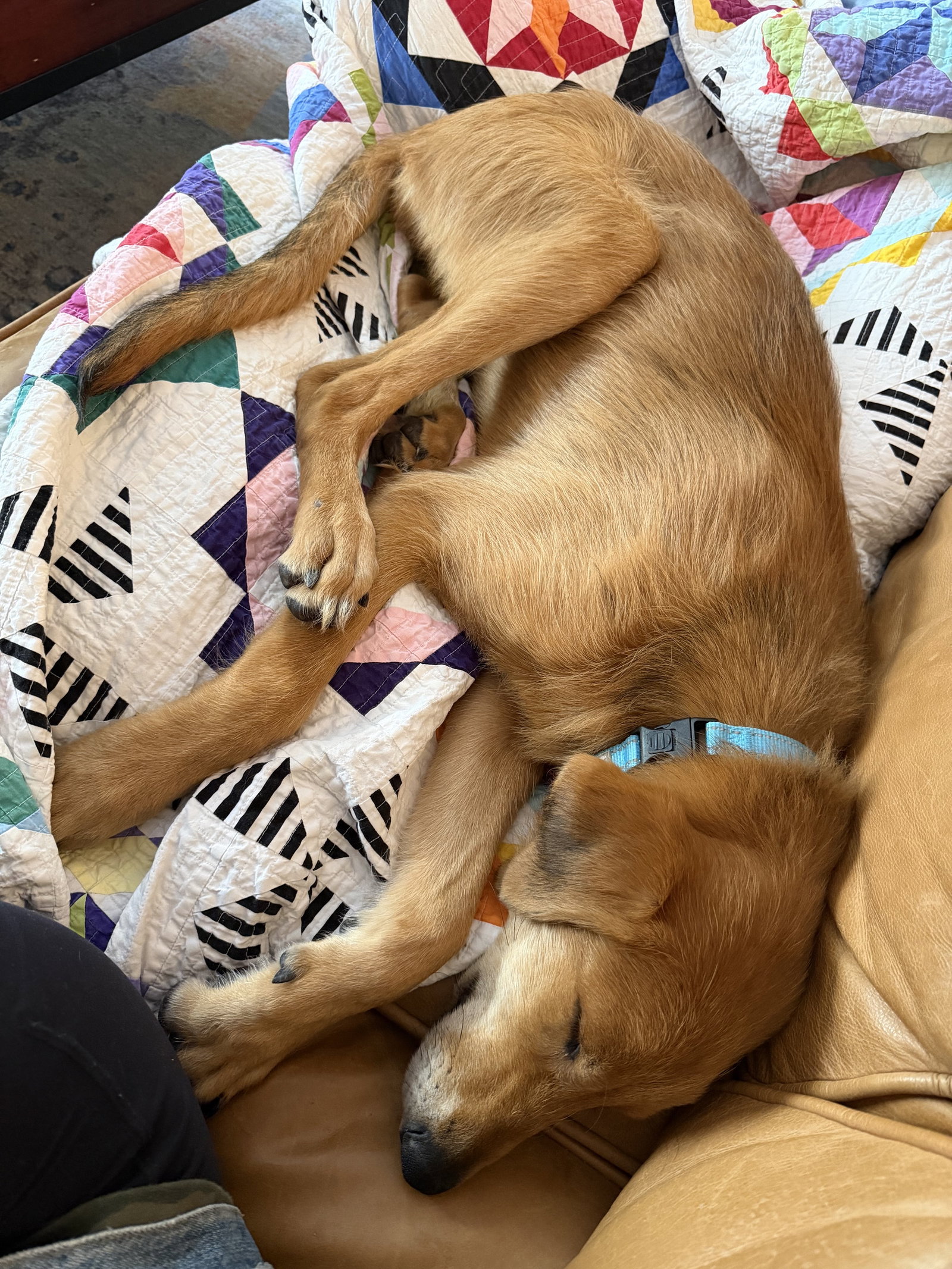 Toffee, photo 4