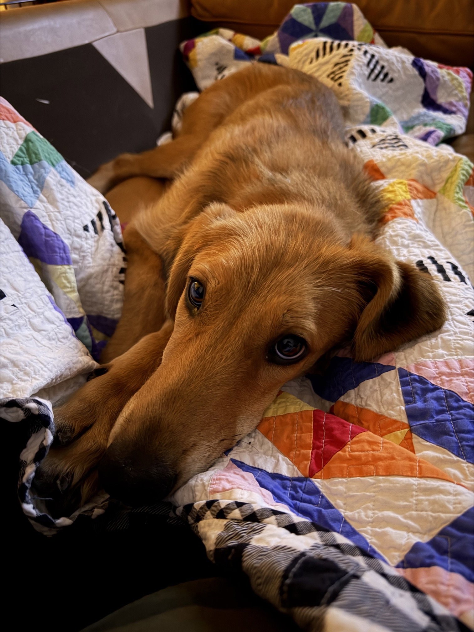 Toffee, photo 5