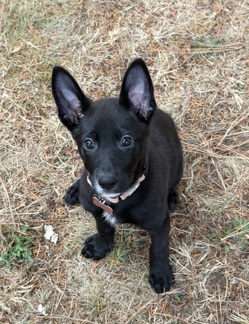 Daisy, Shepherd / Mixed (medium coat)