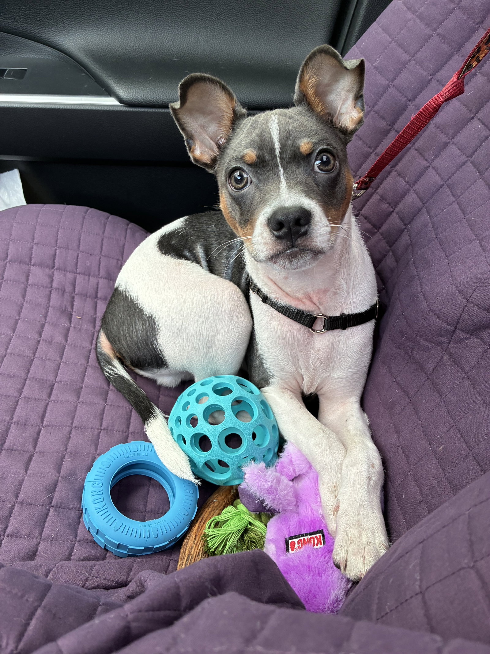 Peanut, photo 4