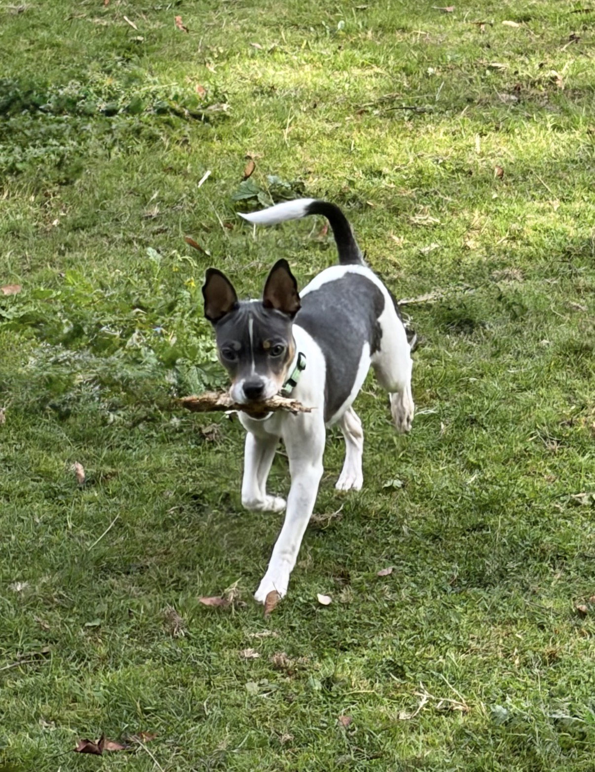 Peanut, photo 5