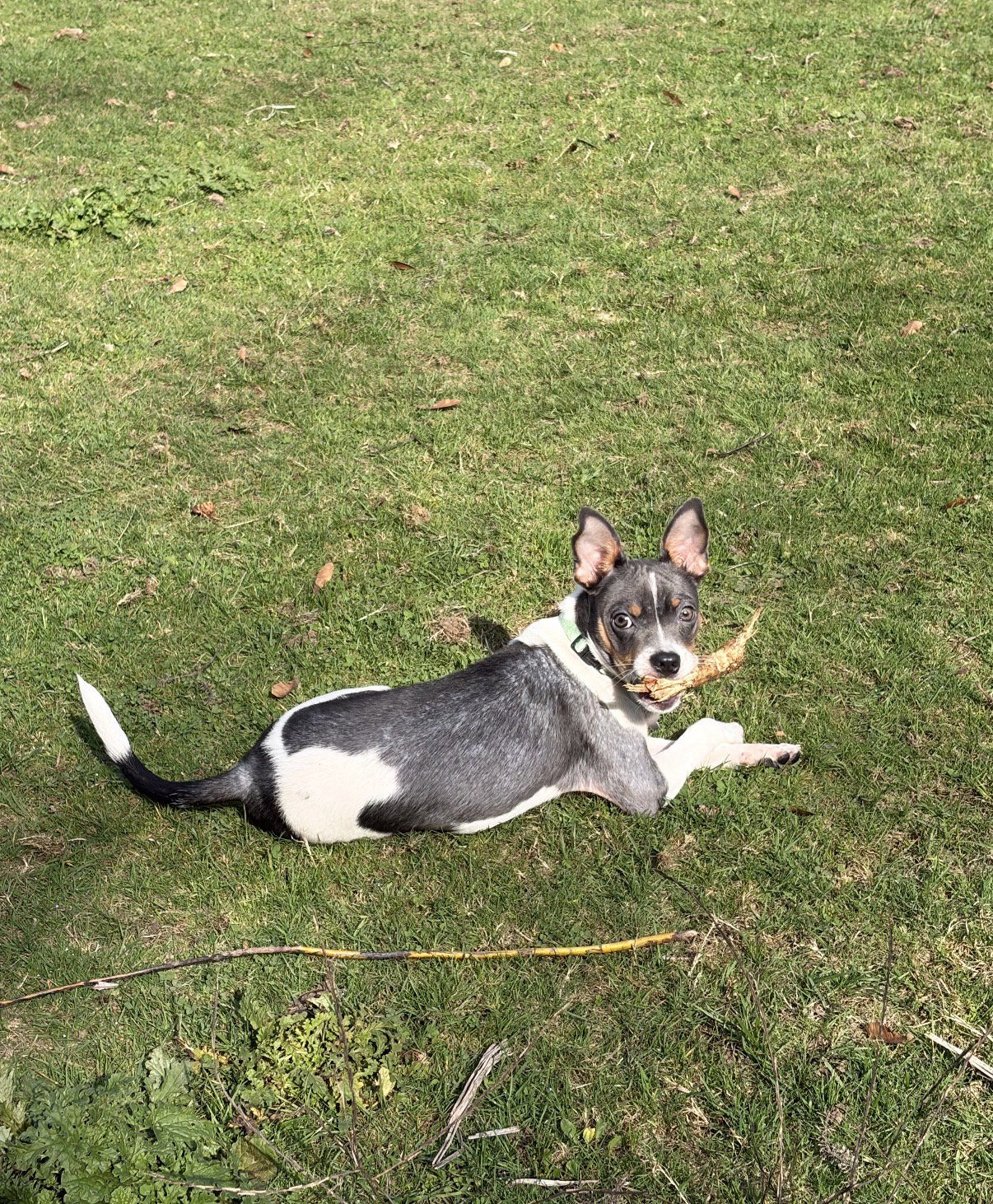 Peanut, photo 2