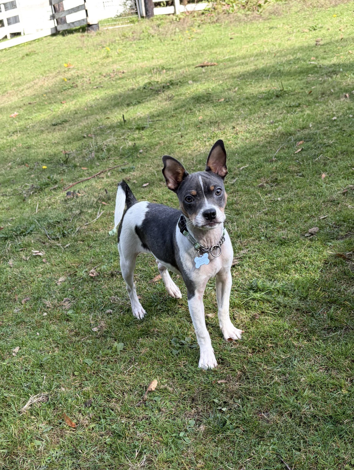 Peanut, photo 3