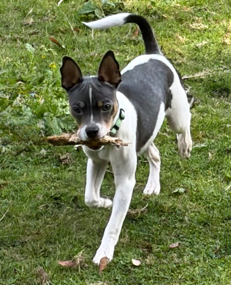 Peanut