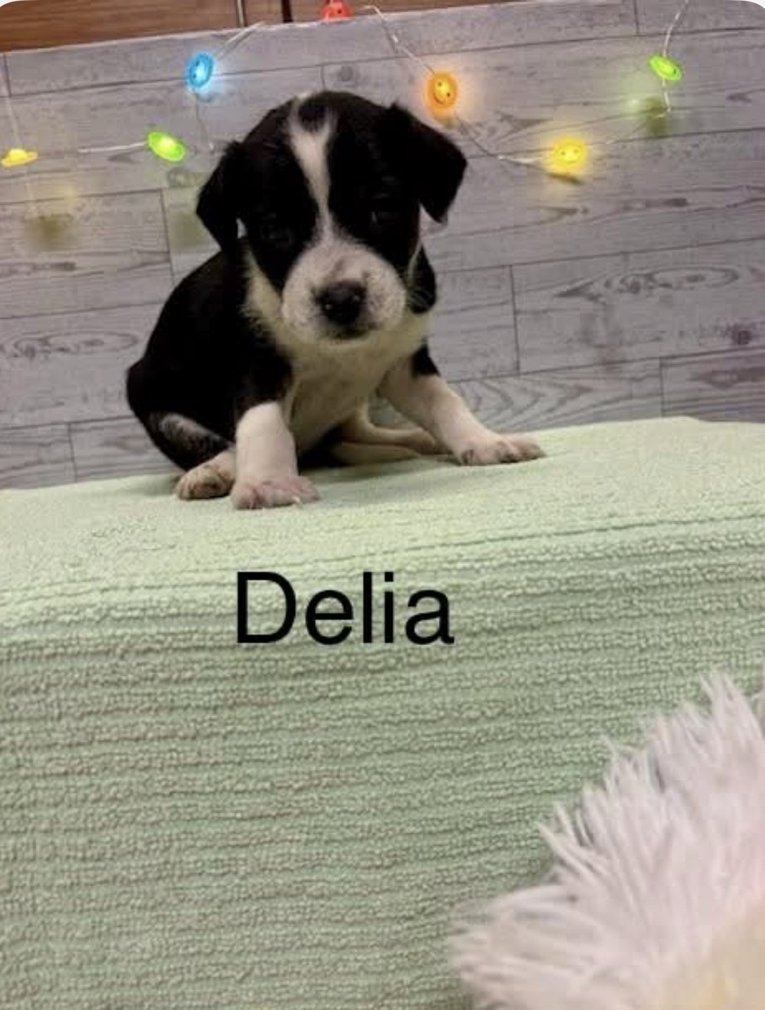 Delia, photo 3