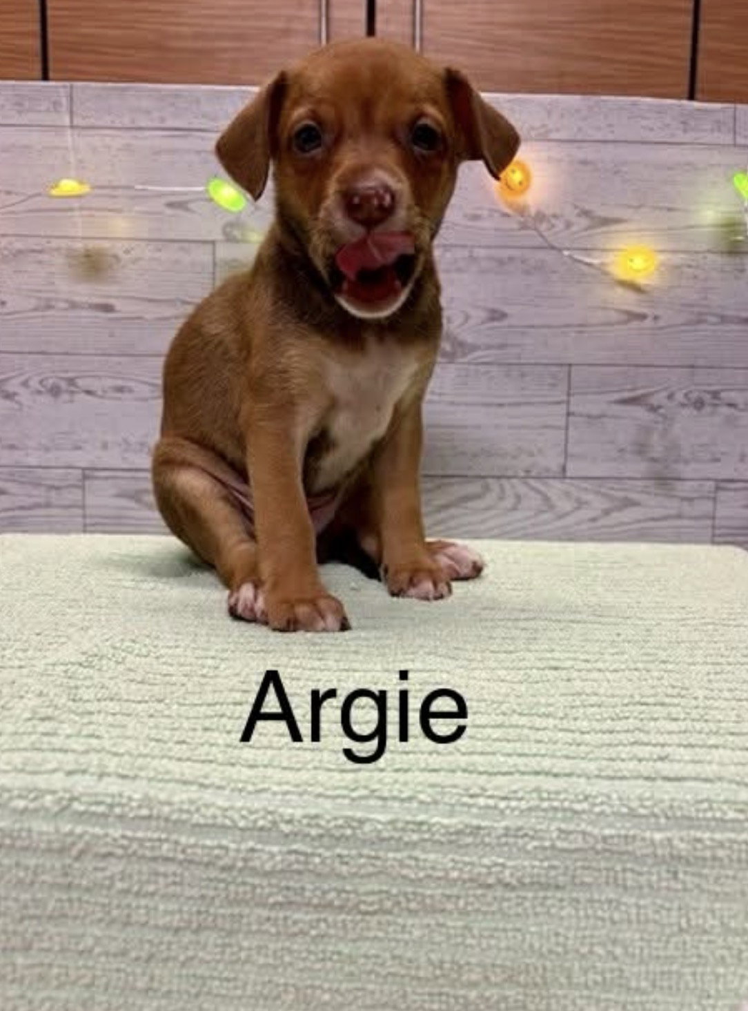Argie, photo 5