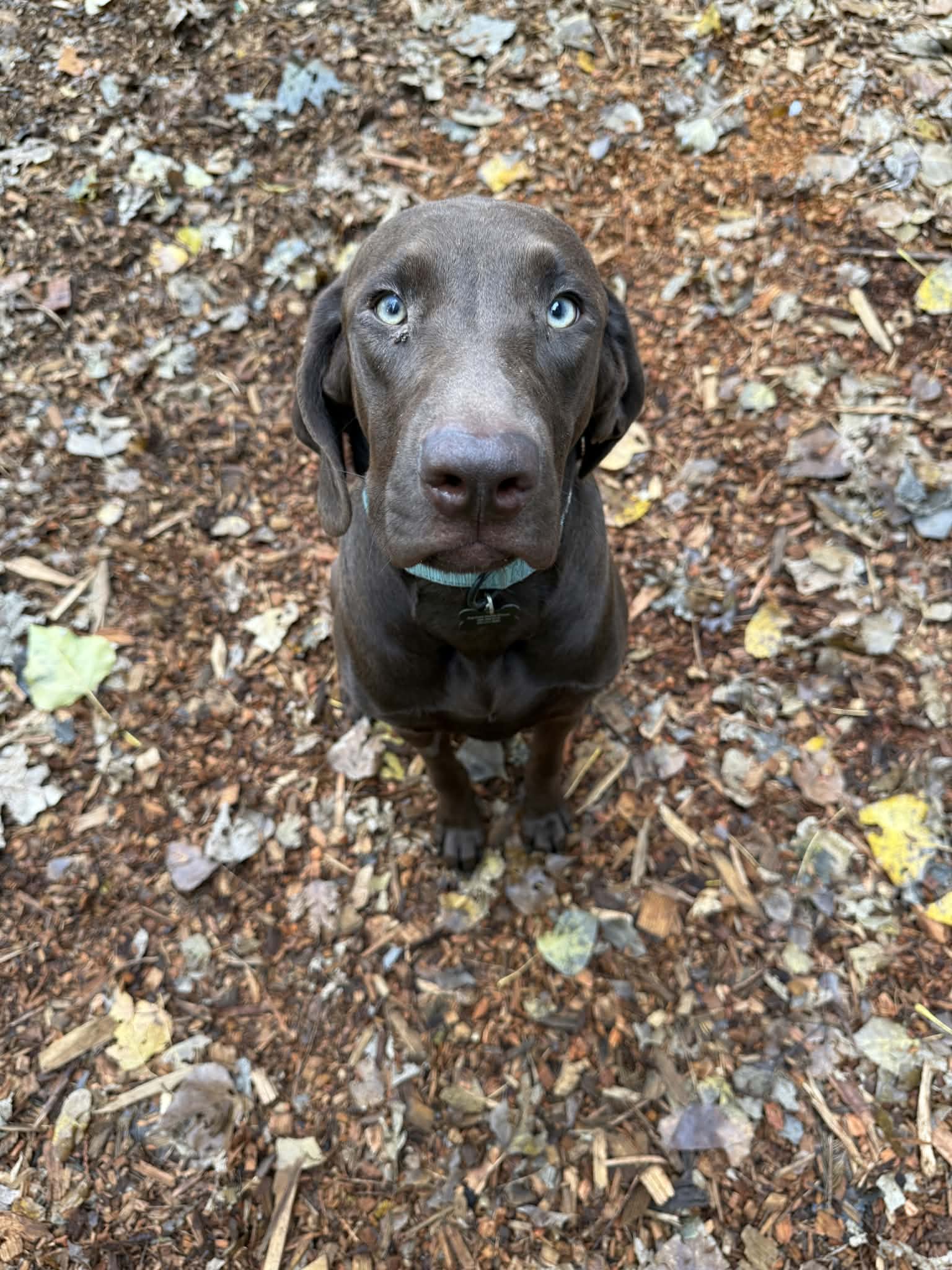 Rascal